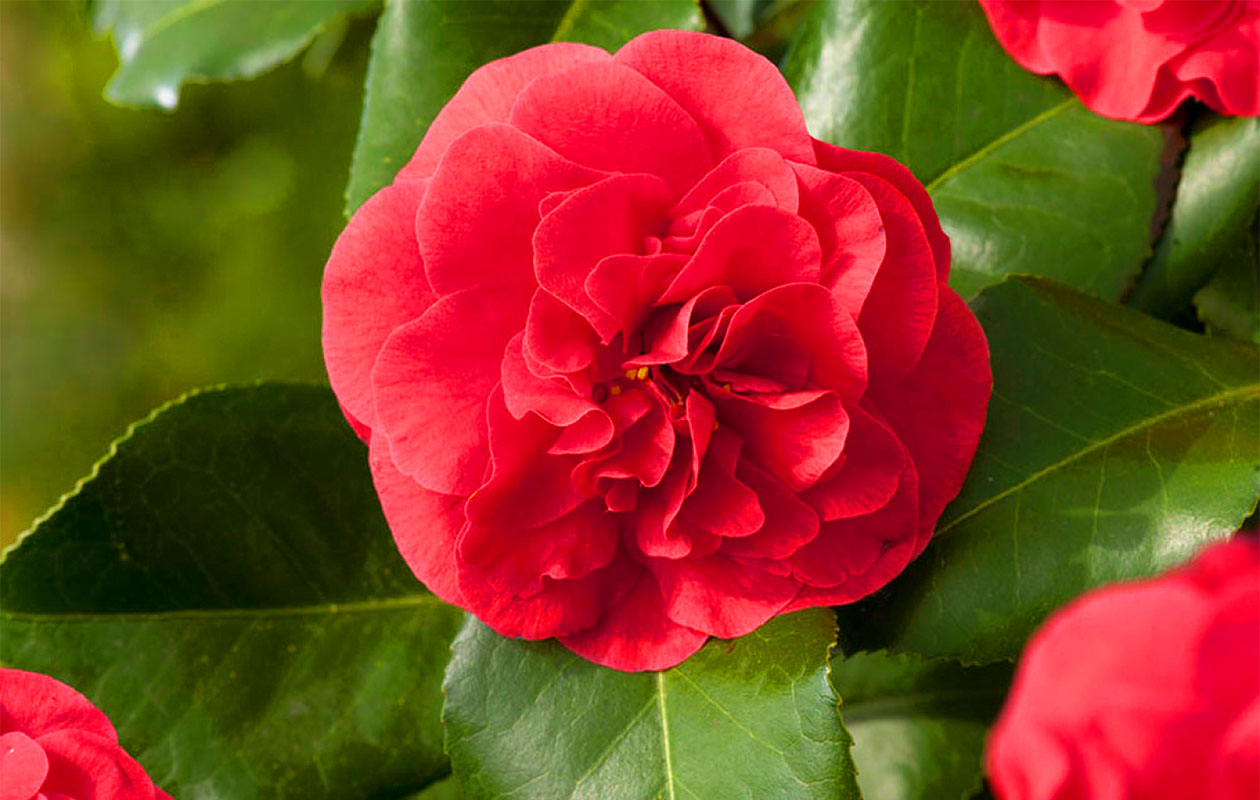 Set van 3 verschillende Camellia bloemplanten 30 - 38 cm