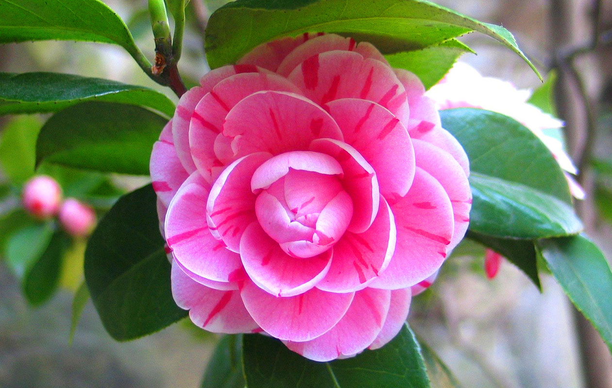 Set van 3 verschillende Camellia bloemplanten 30 - 38 cm