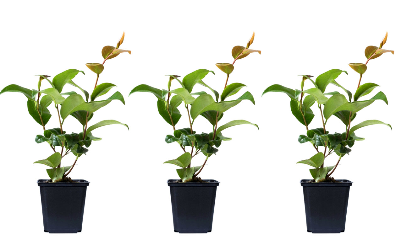 Set van 3 verschillende Camellia bloemplanten 30 - 38 cm
