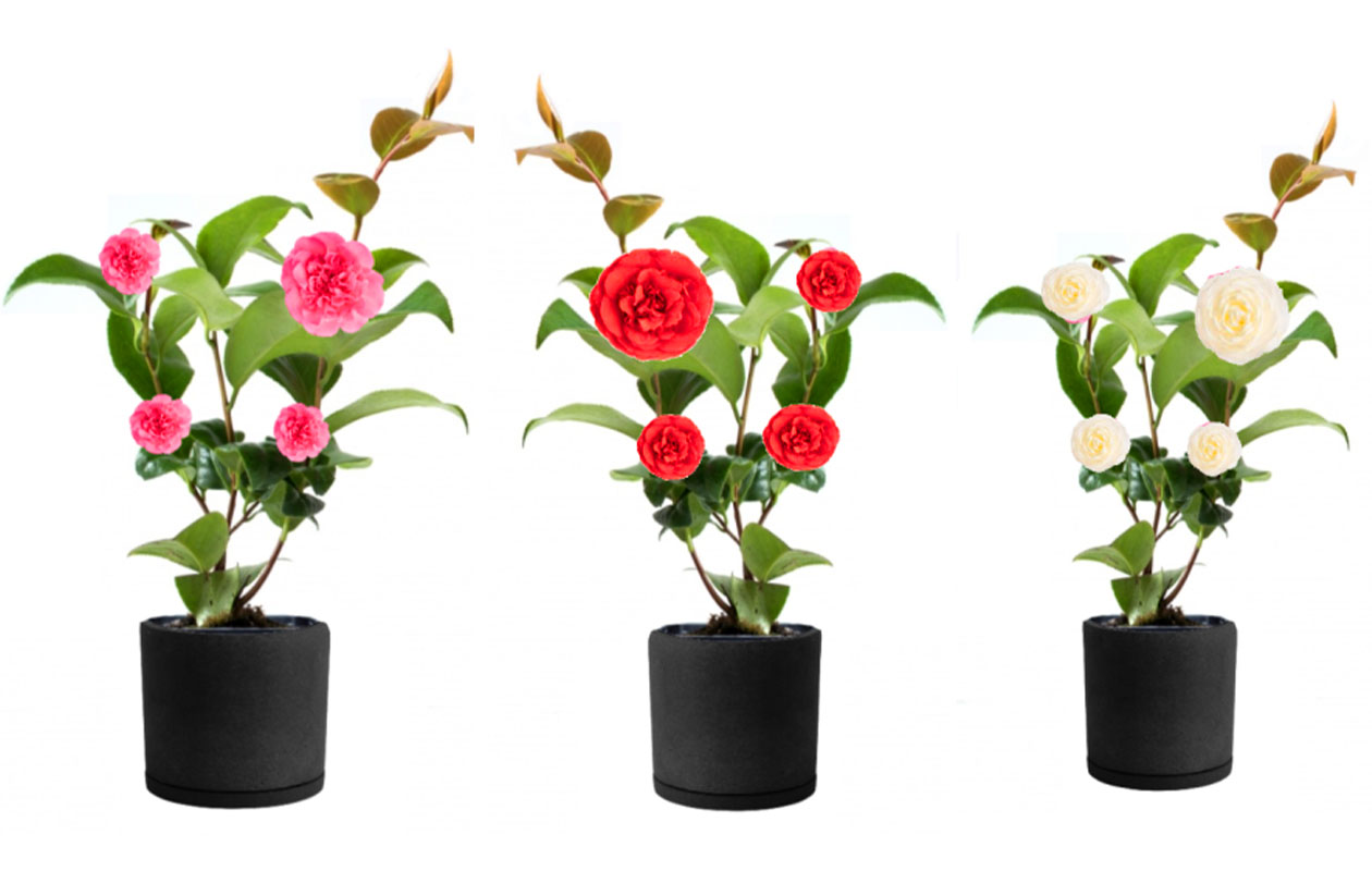Set van 3 verschillende Camellia bloemplanten 30 - 38 cm