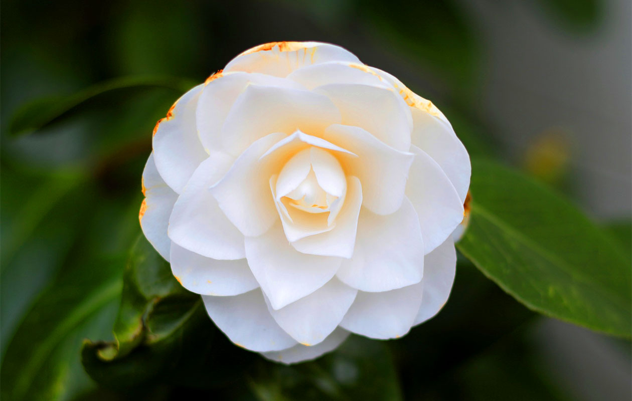 Set van 3 verschillende Camellia bloemplanten 30 - 38 cm