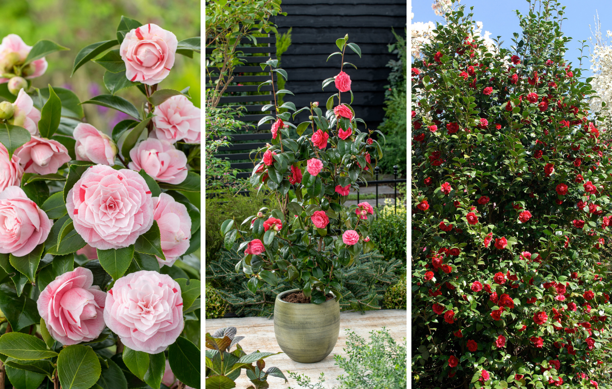 Set van 3 Camellia planten in verschillende kleuren