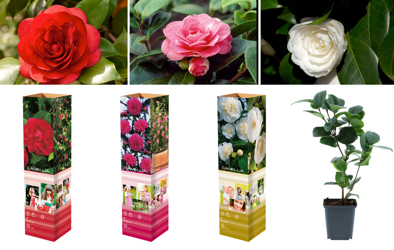 Set van 3 Camellia planten in verschillende kleuren
