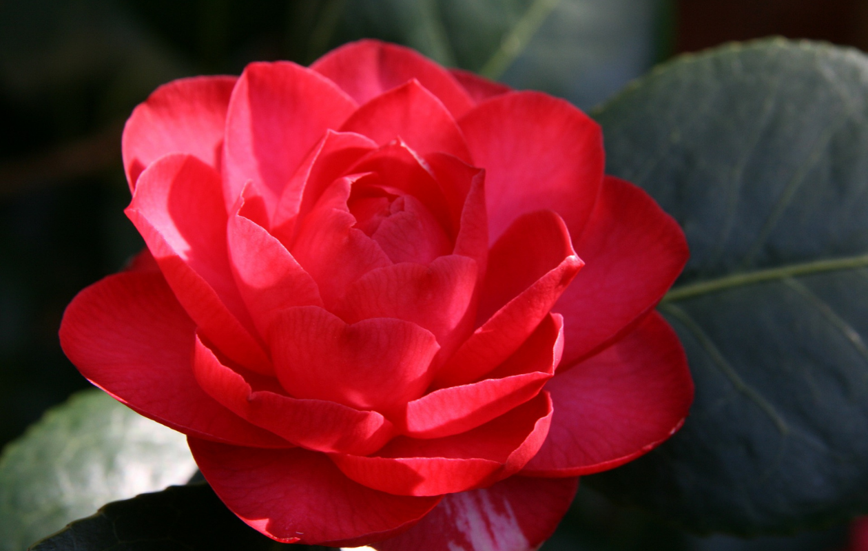 Set van 3 Camellia planten in verschillende kleuren