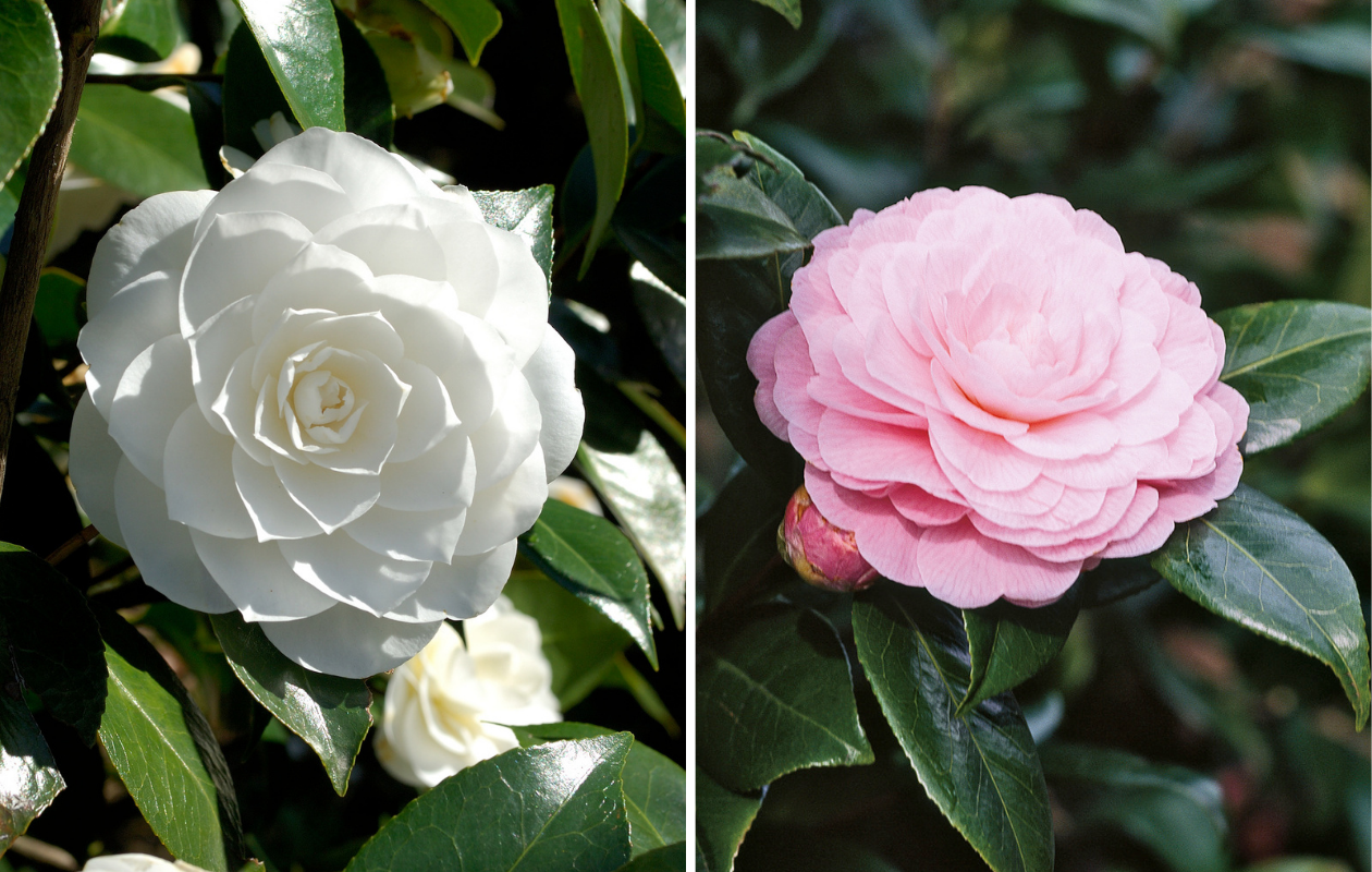 Set van 3 Camellia planten in verschillende kleuren