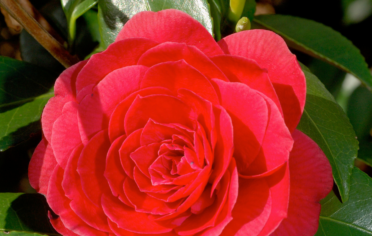 Camellia struik - Japanse roos in drie kleuren