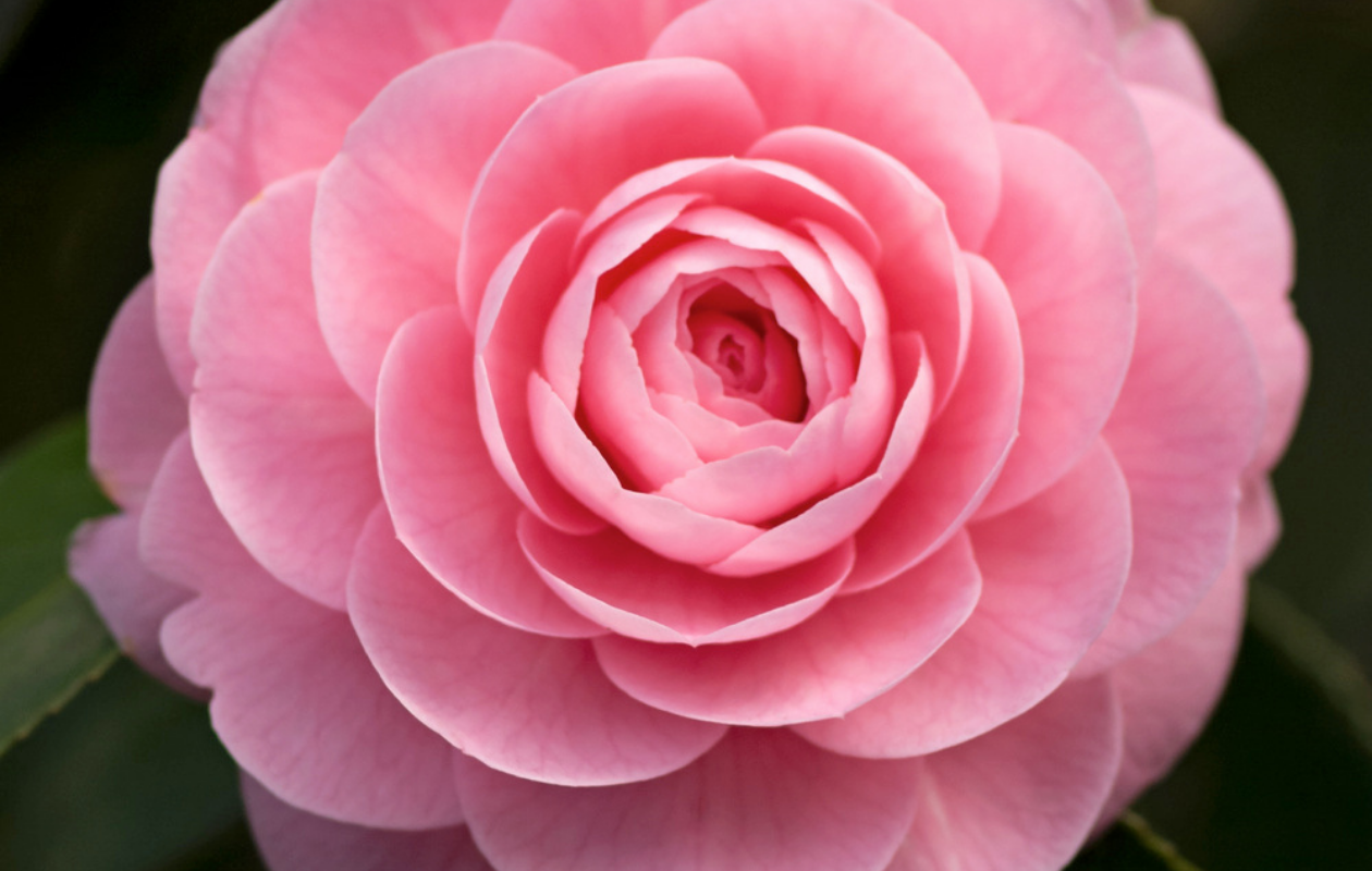 Camellia struik - Japanse roos in drie kleuren