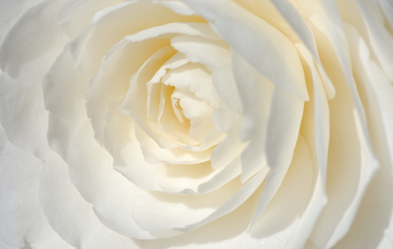 Camellia struik - Japanse roos in drie kleuren