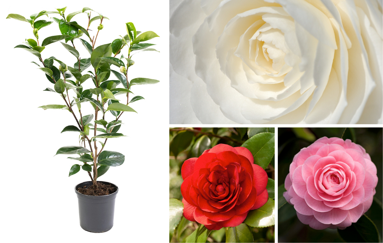 Camellia struik - Japanse roos in drie kleuren