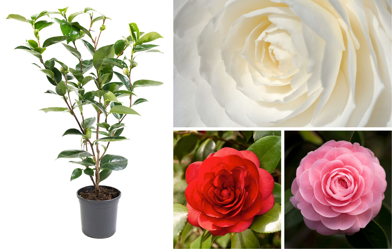 Camelliastruik 'Japanse roos' XL rood (55 - 65 cm)