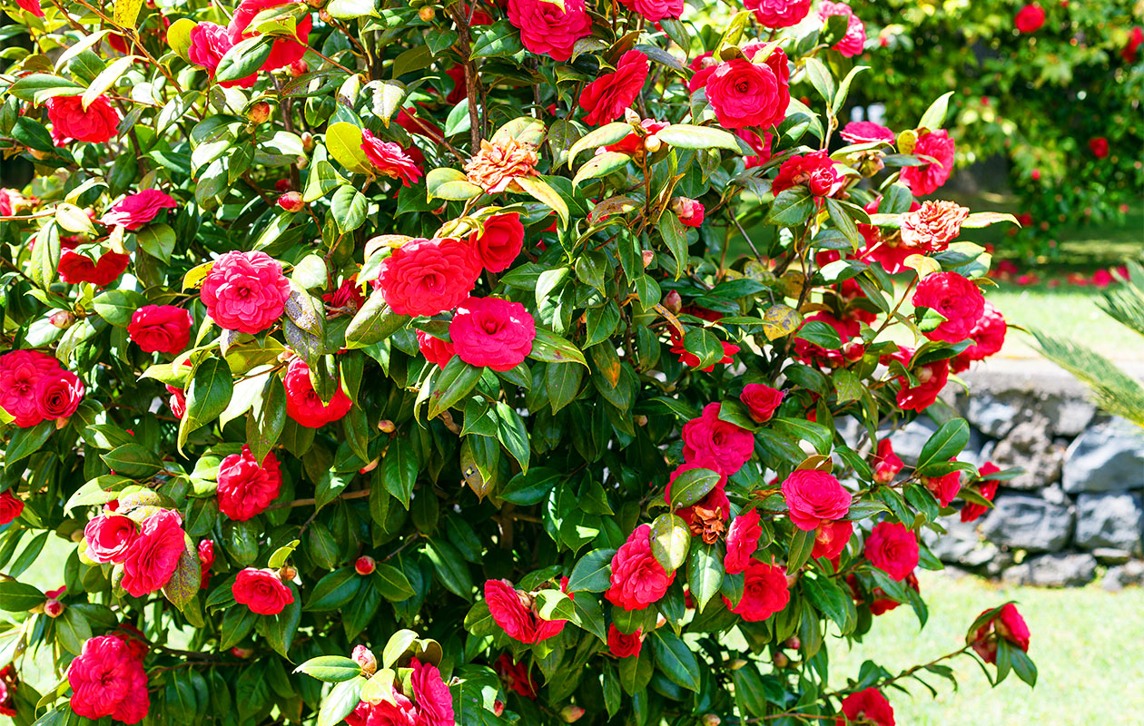 Camellia struik 'Japanse roos' XL rood (55 - 65 cm)
