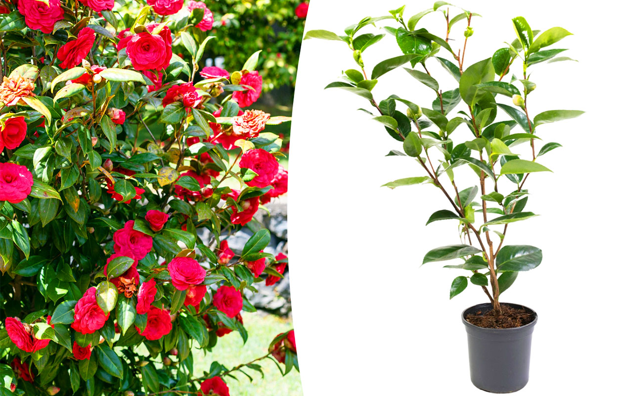 Camellia struik 'Japanse roos' XL rood (55 - 65 cm)