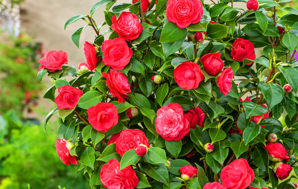 Camellia struik 'Japanse roos' XL rood (55 - 65 cm)