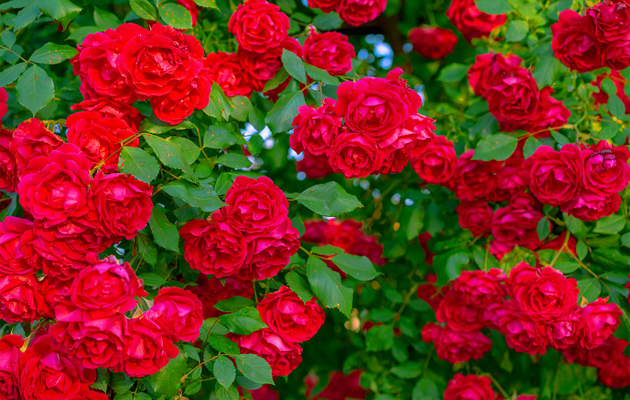 Camellia struik 'Japanse roos' XL rood (55 - 65 cm)