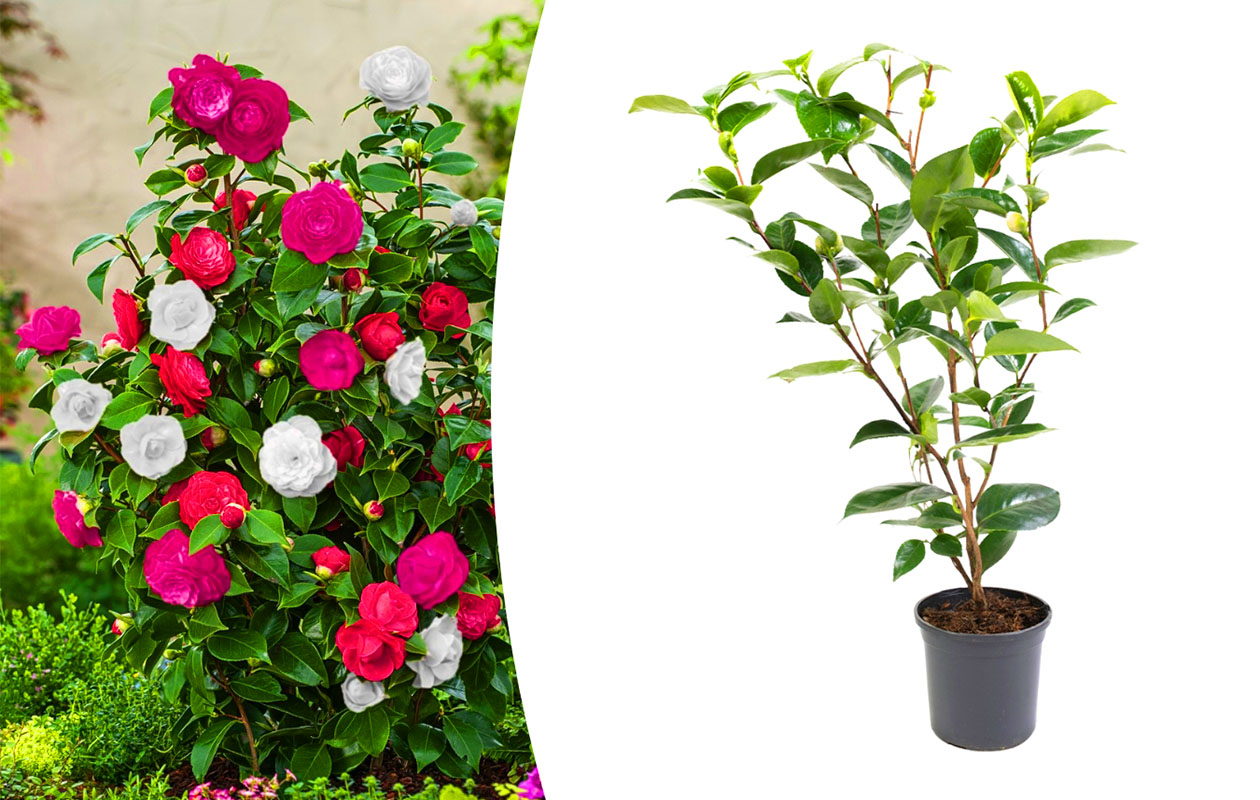 Camellia struik 'Japanse roos' XL tricolor (30-50 cm)
