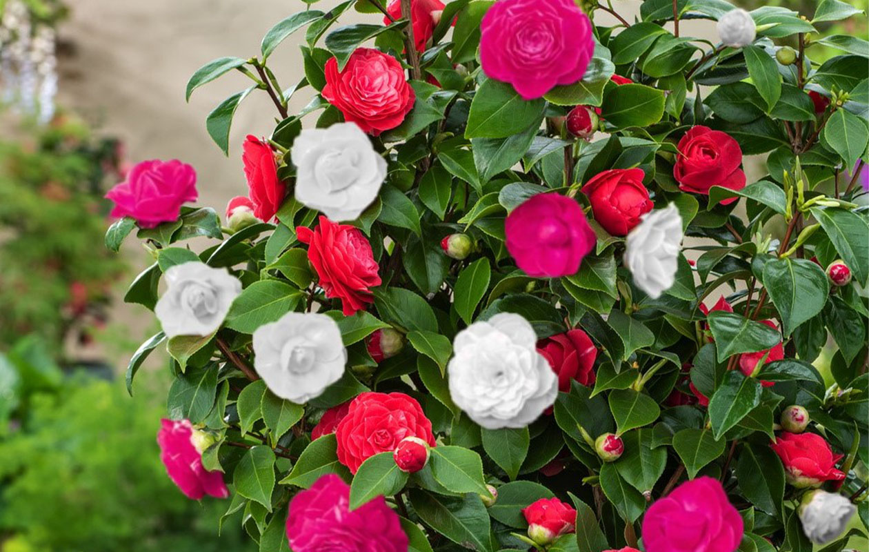 Camellia struik 'Japanse roos' XL tricolor (30-50 cm)