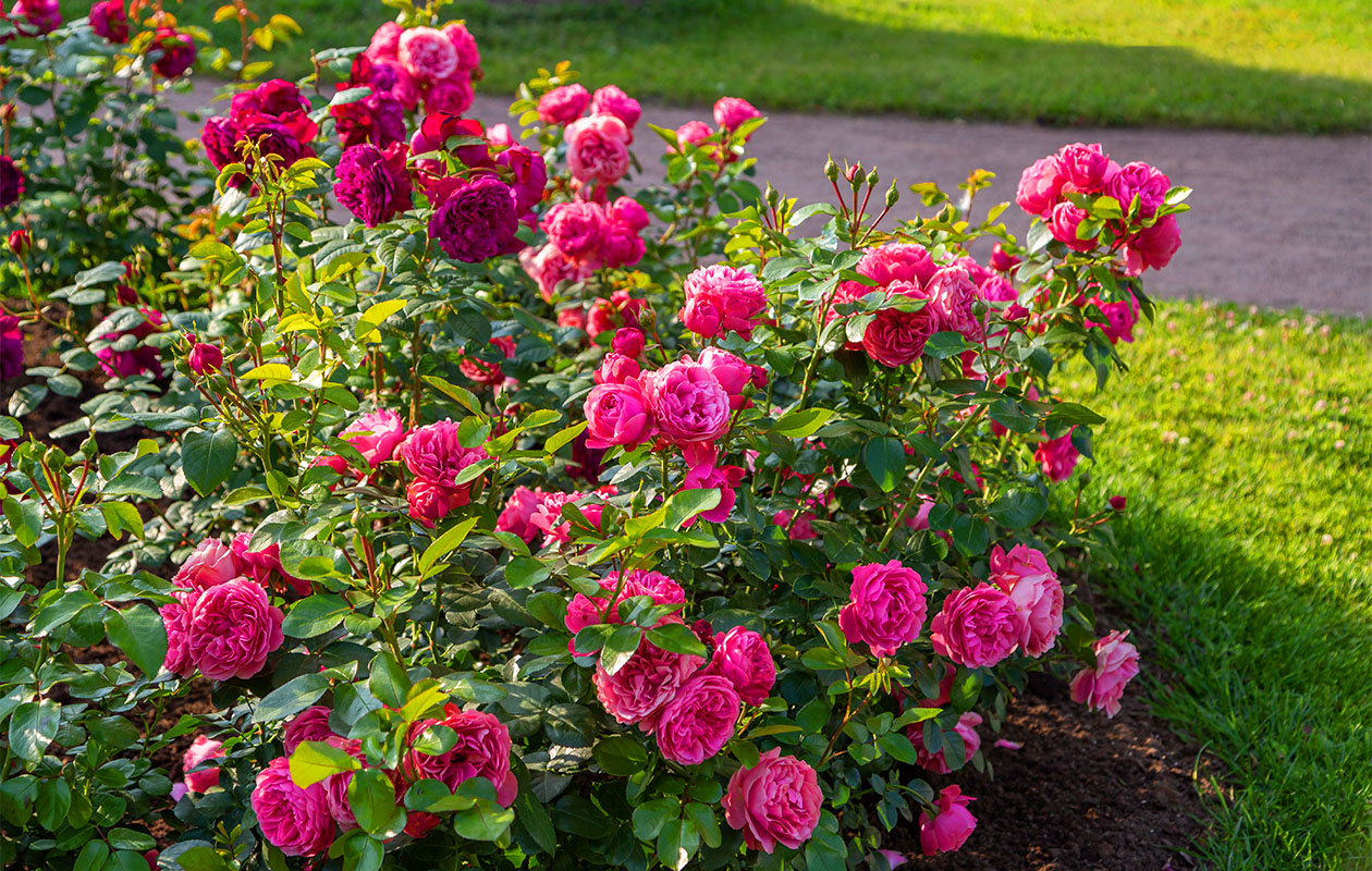 Camellia struik 'Japanse roos' XL tricolor (30-50 cm)