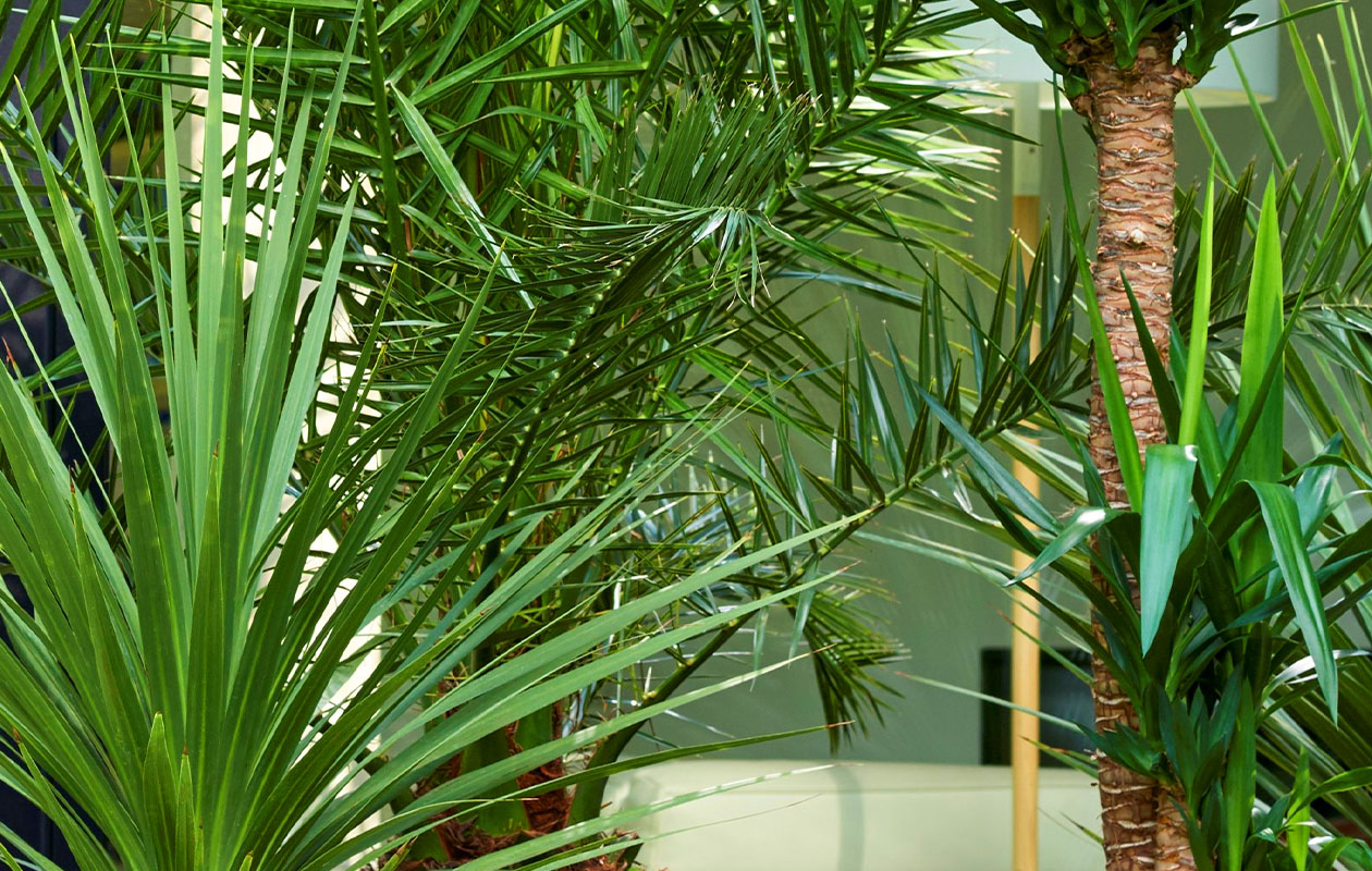 Set van 2 Canarische Dadelpalm (40 - 50 cm)