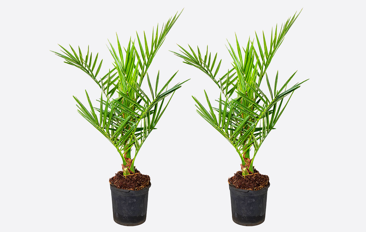 Set van 2 Canarische Dadelpalm (40 - 50 cm)