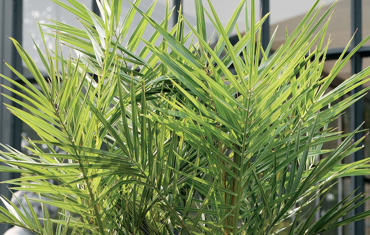 Set van 2 Canarische Dadelpalm (40 - 50 cm)