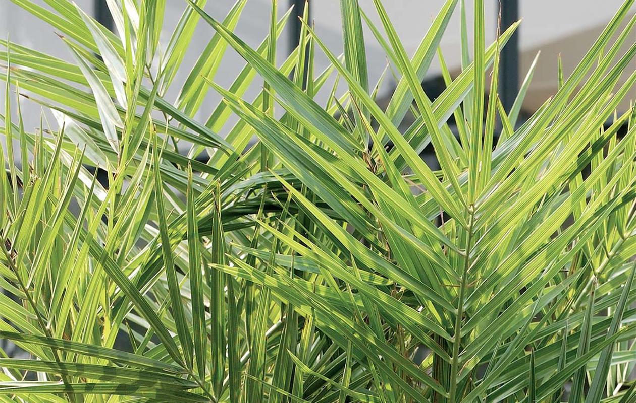 Palmier dattier des Canaries 'Phoenix Canariensis (50-70 cm)