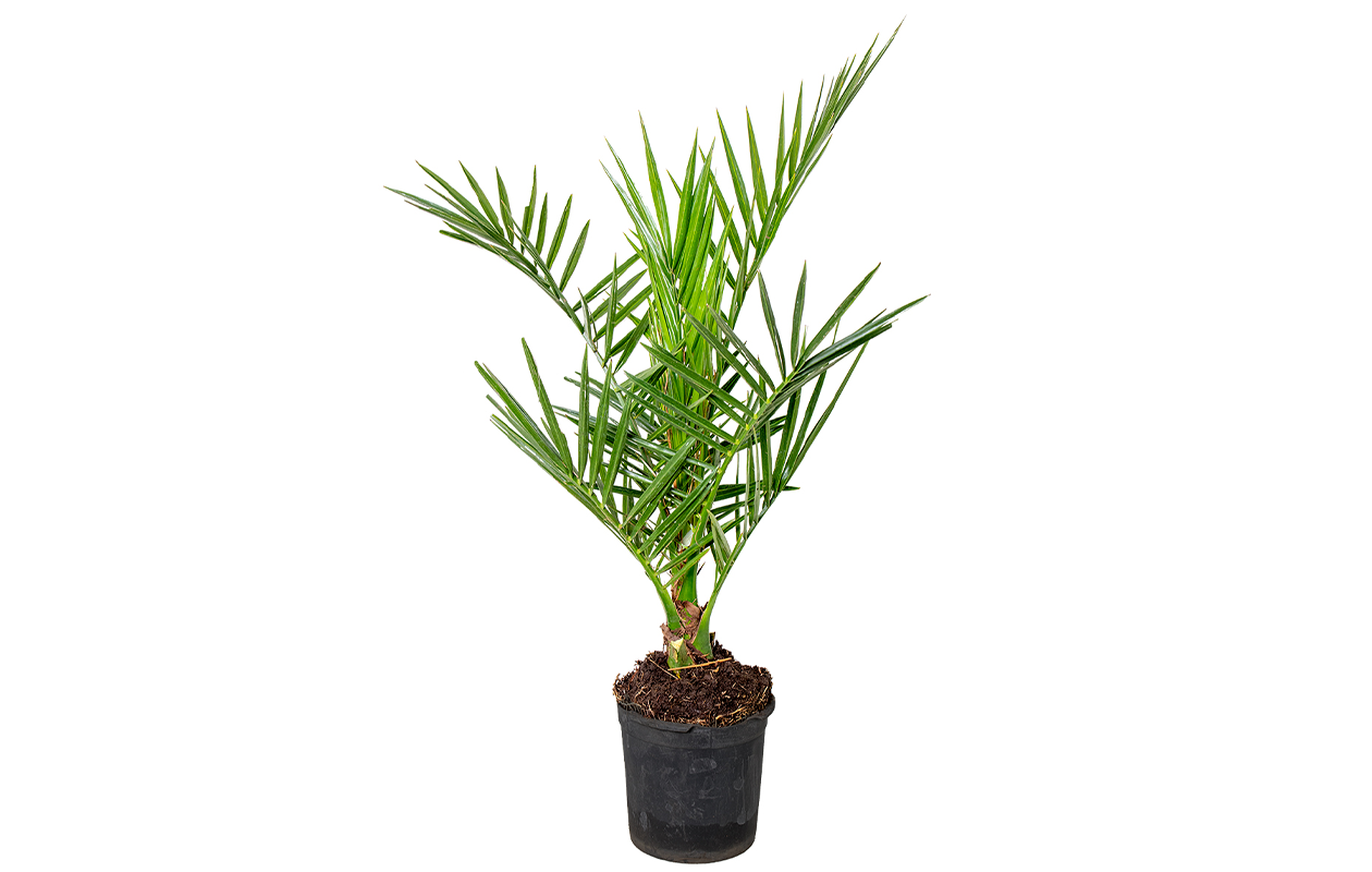 Palmier dattier des Canaries 'Phoenix Canariensis (50-70 cm)