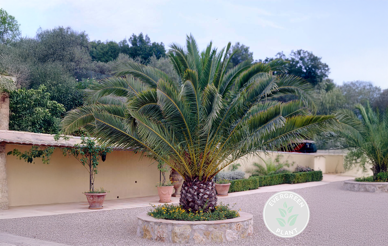 Palmier dattier des Canaries 'Phoenix Canariensis (50-70 cm)