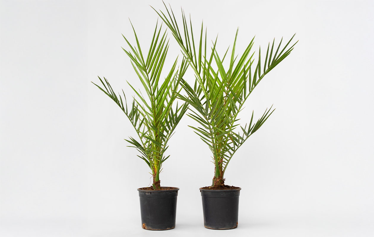 Set van 2 Canarische Dadelpalmen (50 - 60 cm)