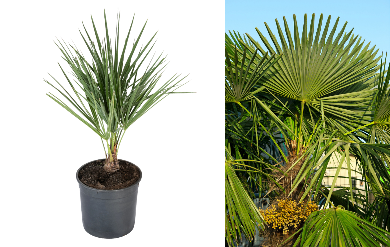 Europese Dwergpalm