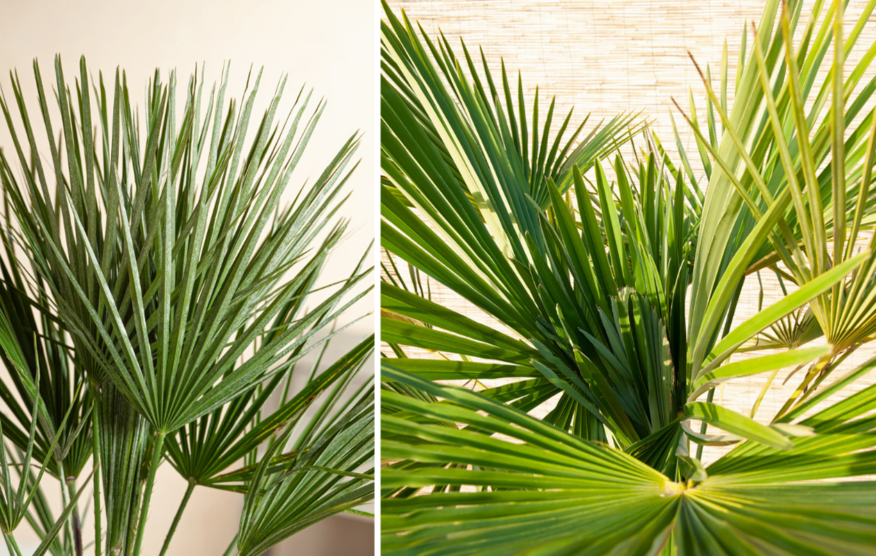 Europese Dwergpalm