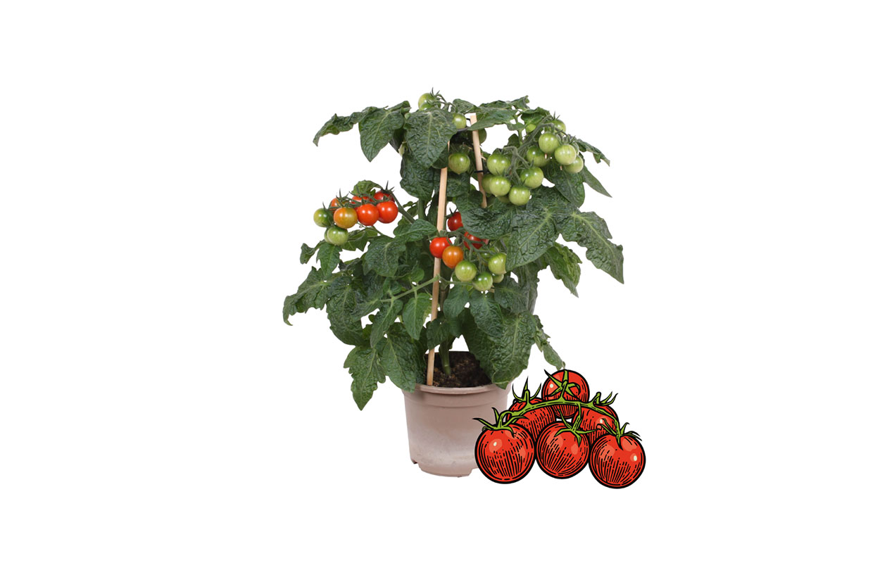 Cherrytomaat plant