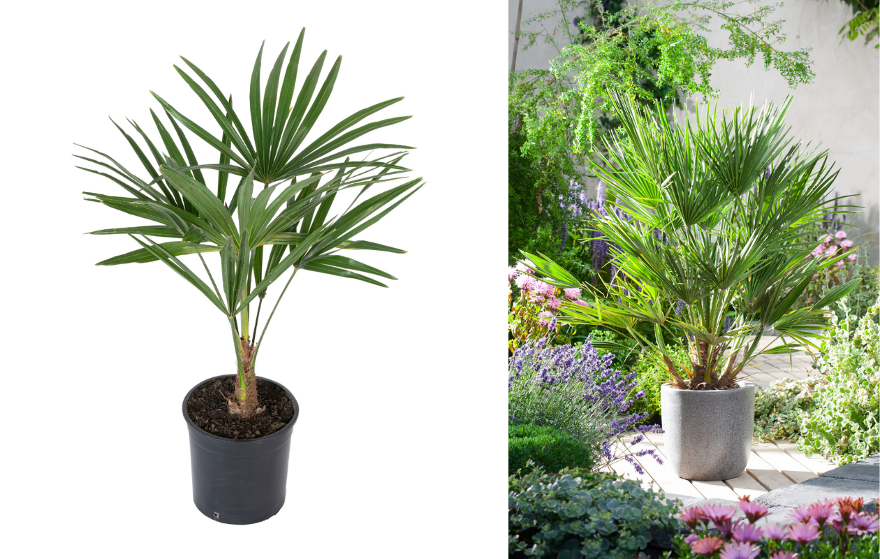 Chinese waaierpalm