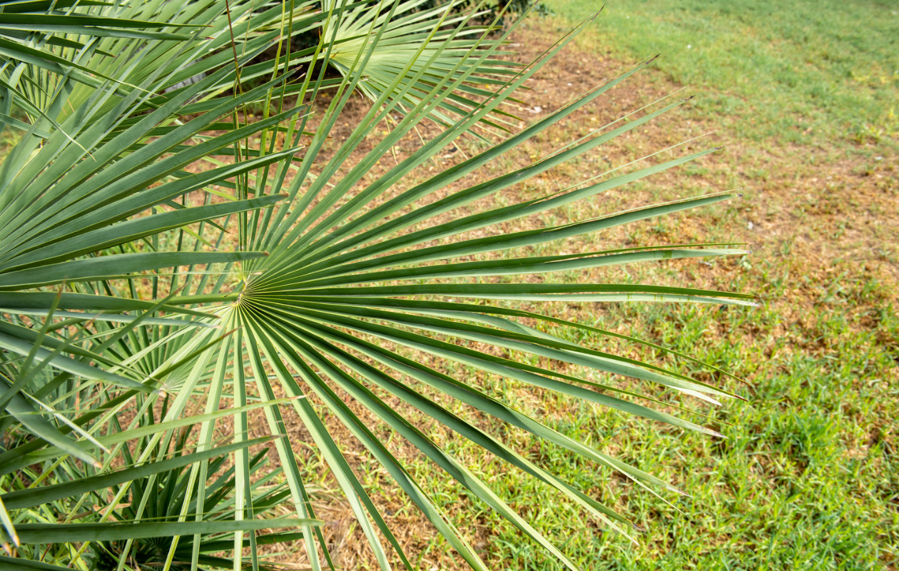 Chinese waaierpalm