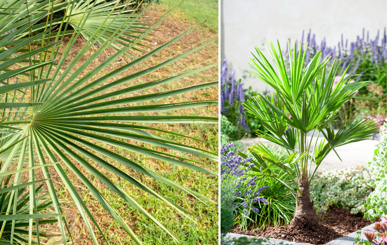 Chinese waaierpalm