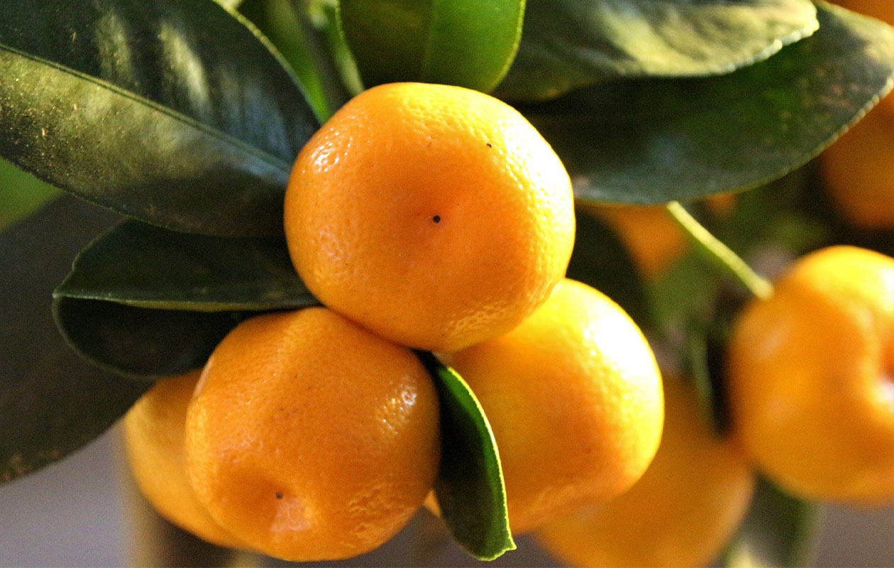 Set van 4 verschillende citrusplanten