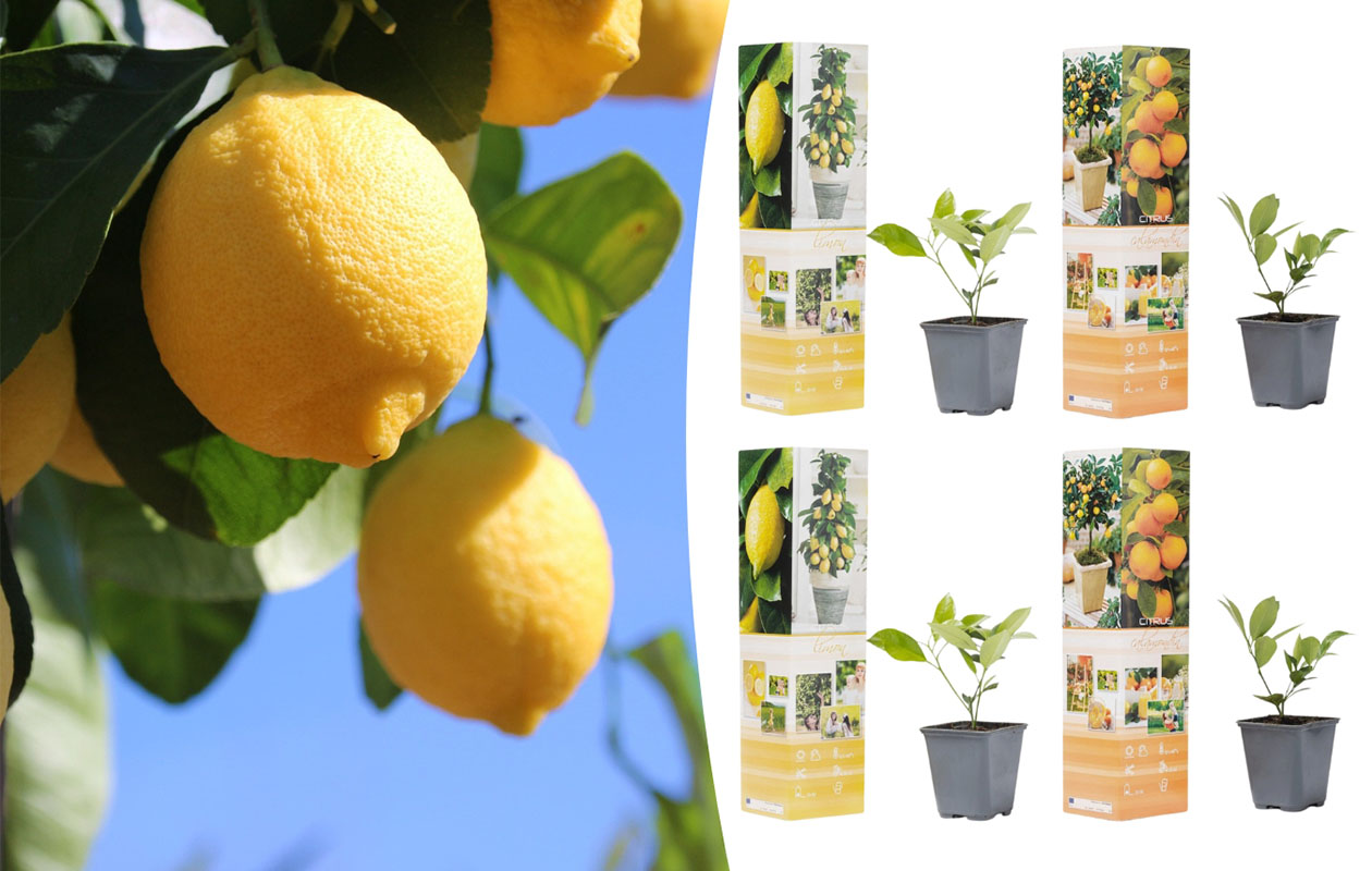 Set van 4 verschillende citrusplanten