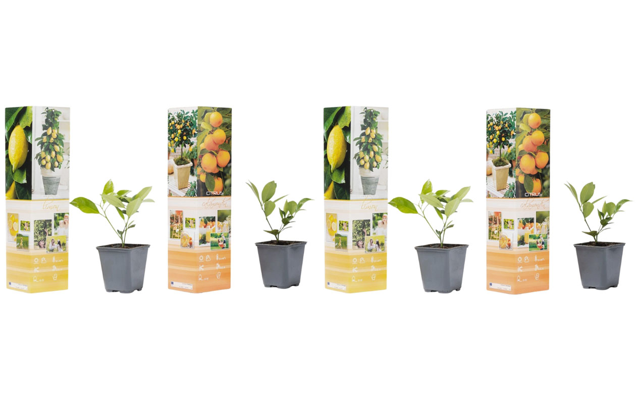 Set van 4 verschillende citrusplanten