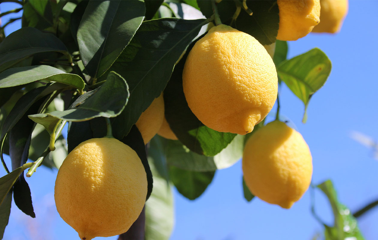 Set van 4 verschillende citrusplanten