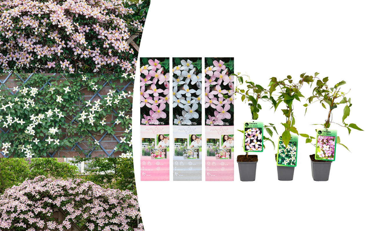 Set van 3 verschillende Clematis Montana planten 30 - 38 cm