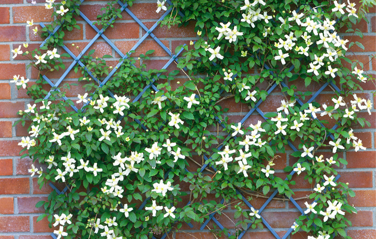 Set van 3 verschillende Clematis Montana planten 30 - 38 cm