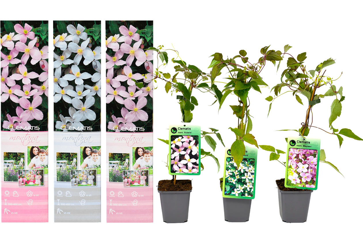 Set van 3 verschillende Clematis Montana planten 30 - 38 cm