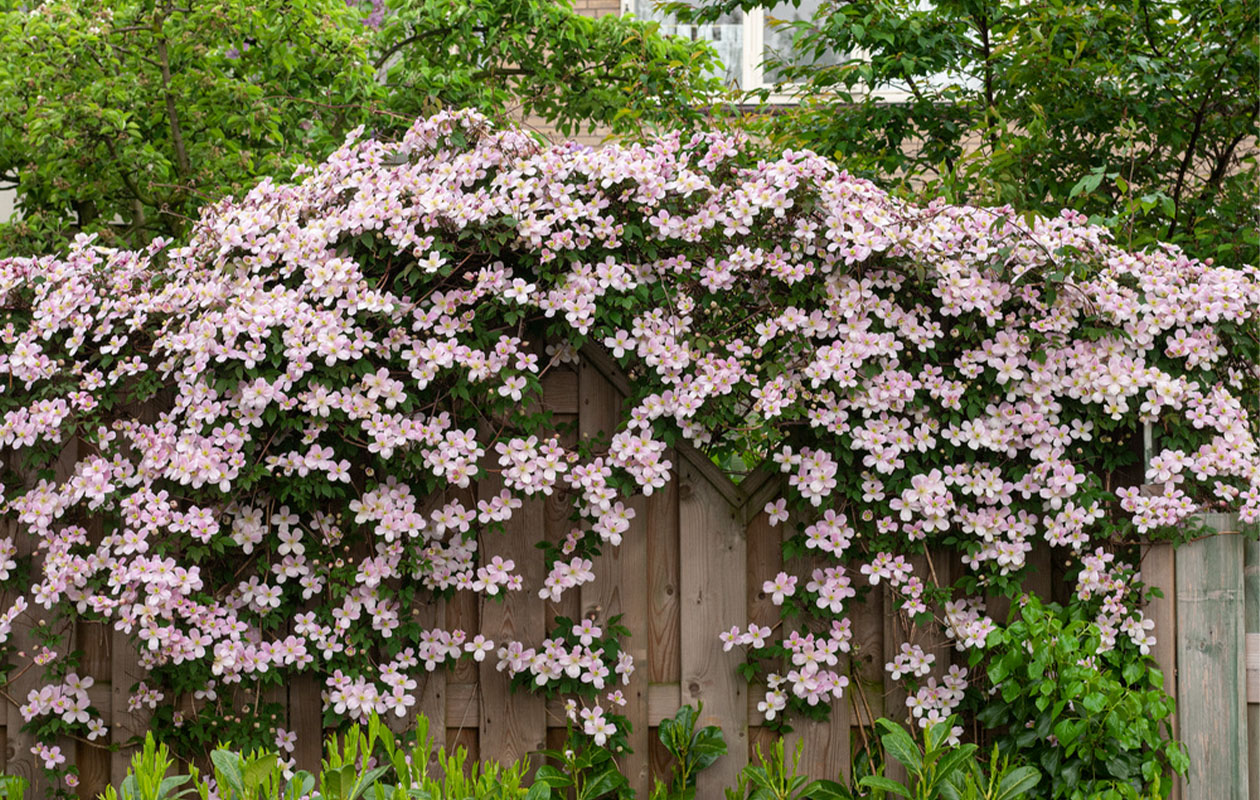 Set van 3 verschillende Clematis Montana planten 30 - 38 cm