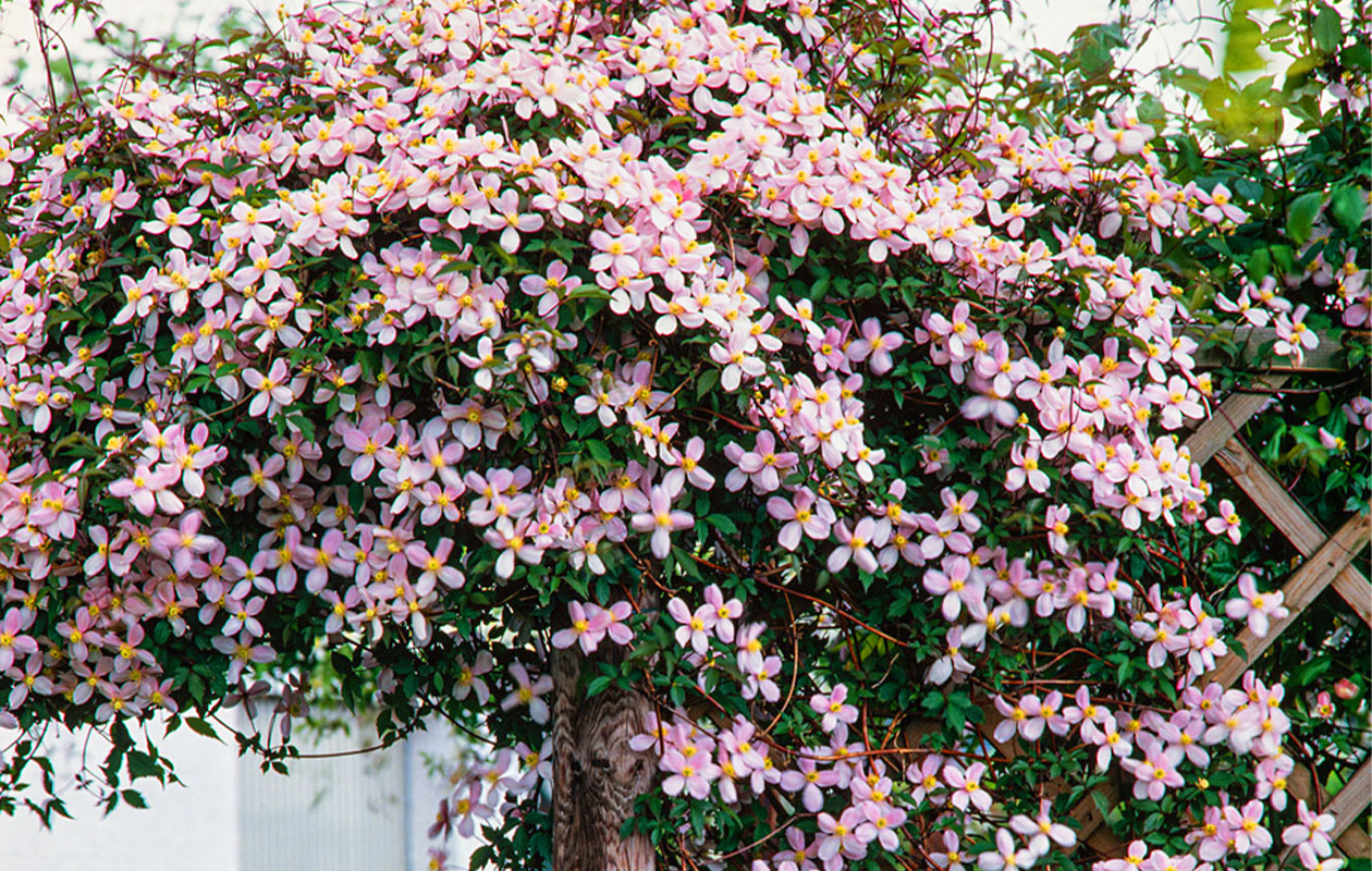 Set van 3 verschillende Clematis Montana planten 30 - 38 cm