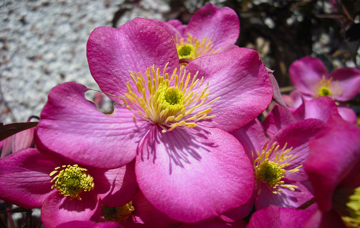 Set van 3 verschillende Clematis Montana planten 30 - 38 cm