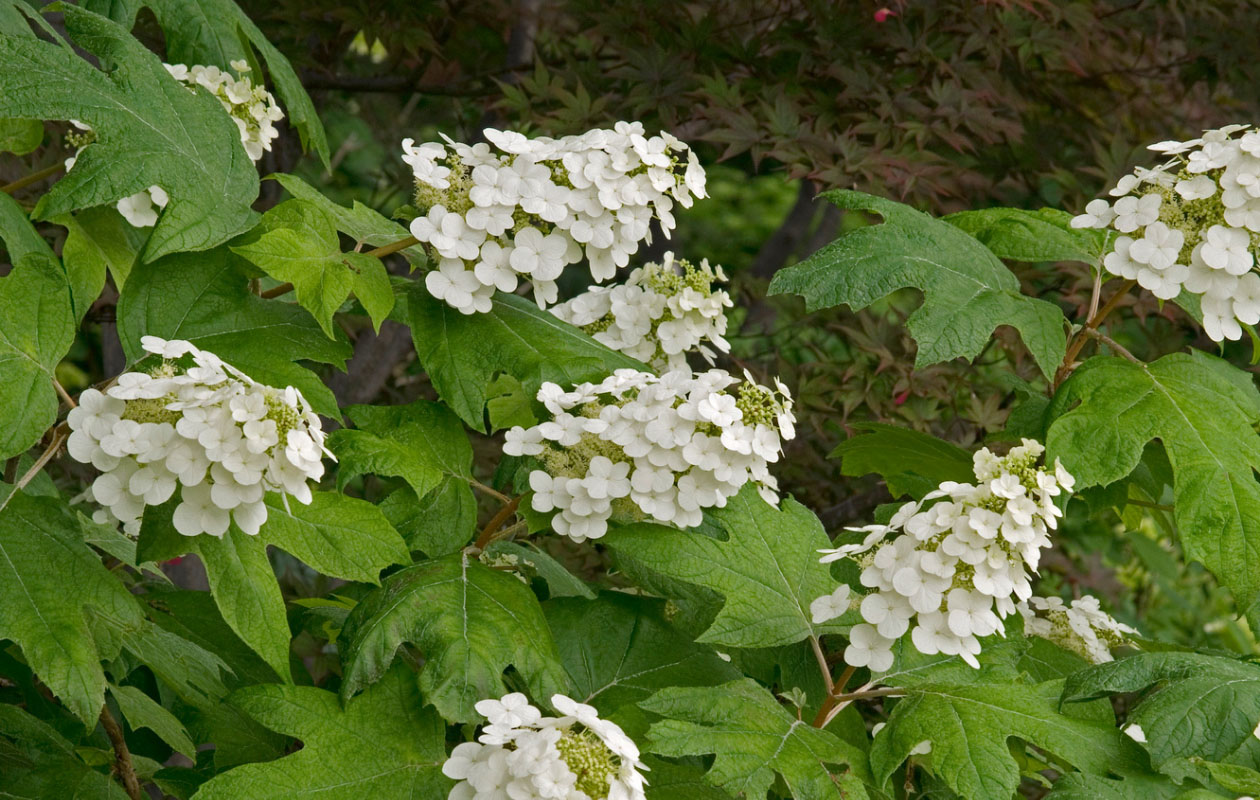 Lot de 2 hortensias à feuilles de chêne « Snow Queen » 30-38 cm