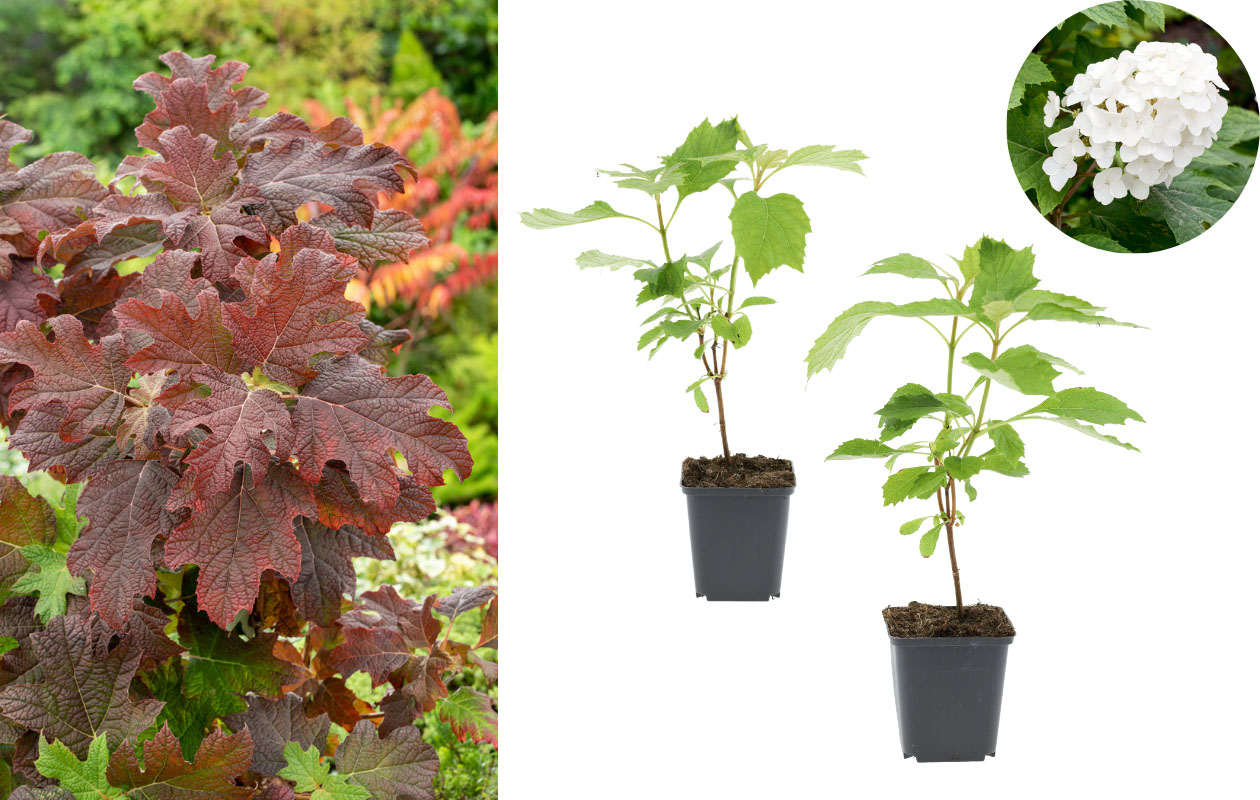 Lot de 2 hortensias à feuilles de chêne « Snow Queen » 30-38 cm