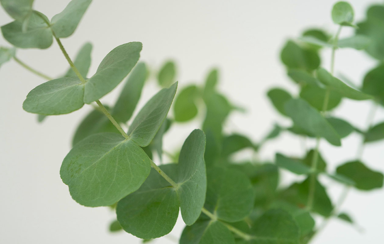 Set van 2 Eucalyptus Baby Blue 'S' (25 - 40 cm)