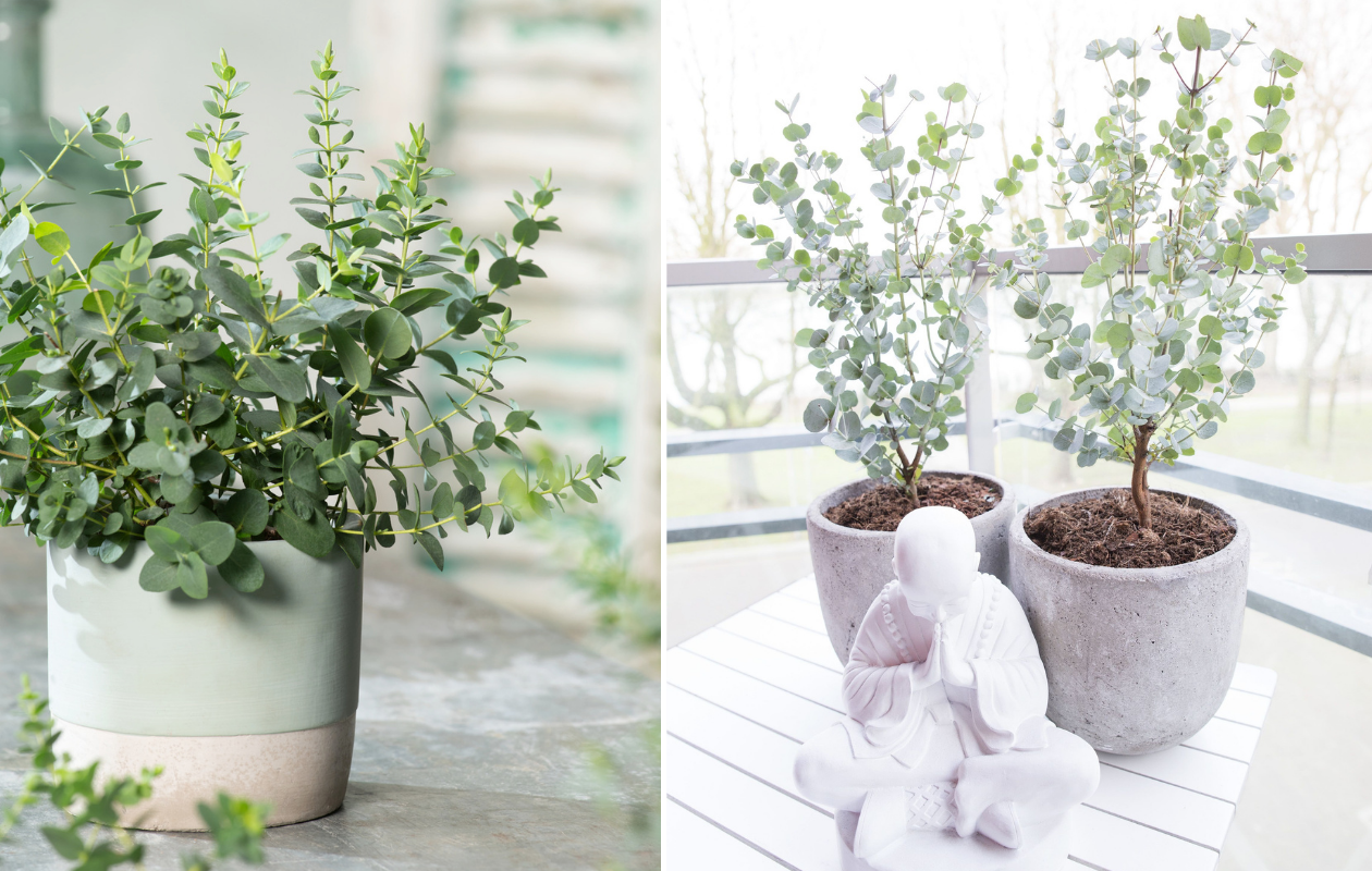 1x Eucalyptus gunnii 'Azura'