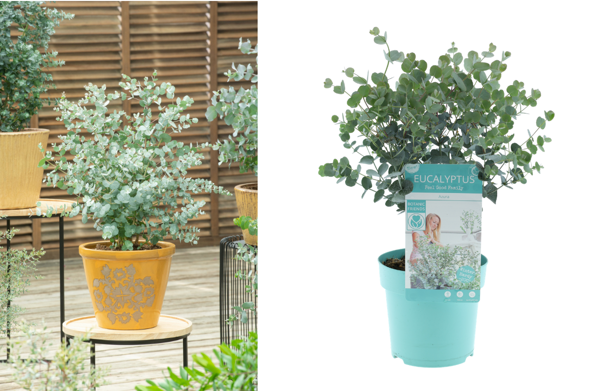 1x Eucalyptus gunnii 'Azura'