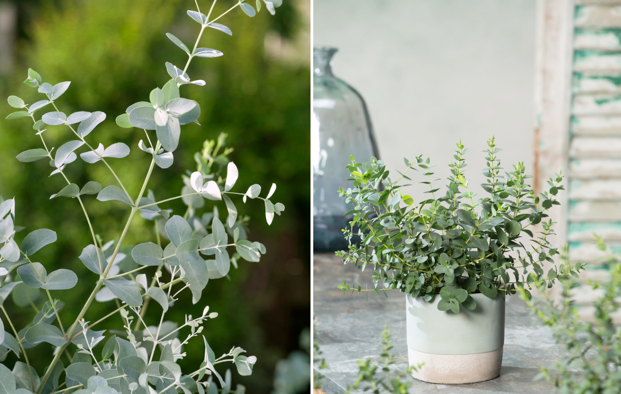1x Eucalyptus gunnii 'Azura'